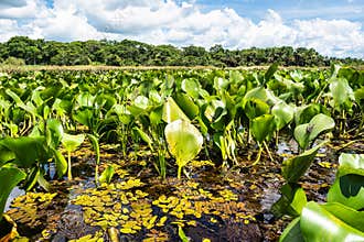 Canoe tour on the Pantanal Marimbus in Andarai, Bahia, Brazil, Chapada Diamantina