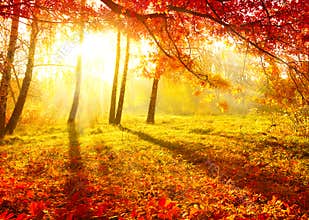 Autumn Trees