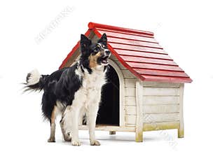 Border Collie barking next to a kennel