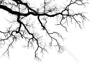 Leafless branches on white