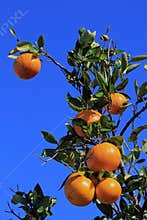 The orange tree