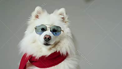 Cool Samoyed in Shades