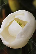 Creamy white magnolia flower about to open with view of light green curling carpels