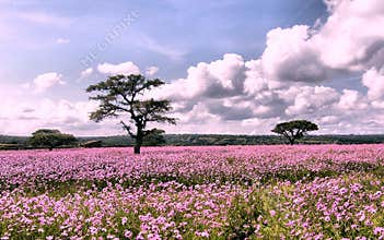 Flowers landscape