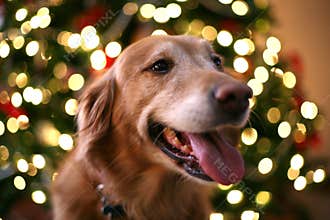 Christmas in front of Christmas tree
