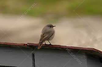 An adorable female black redstart (Phoenicurus ochruros) perching on a fence on cloudy day