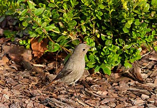 A cute female black redstart (Phoenicurus ochruros) looking for food in garden on sunny afternoon