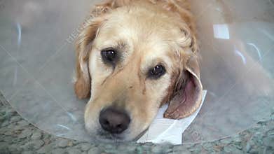 Slow Motion Sequence Of Poorly Golden Retriever Dog