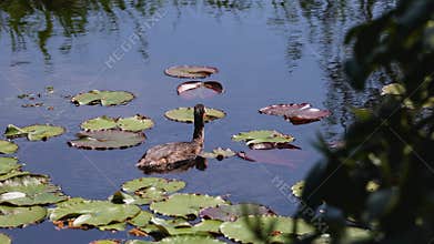 A solitary waterbird glides peacefully among lily pads on a calm pond, surrounded by reflections of greenery