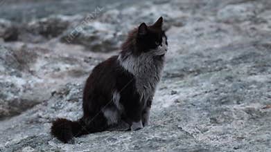 A cat covered with ashes on Mount Chimera Turkey