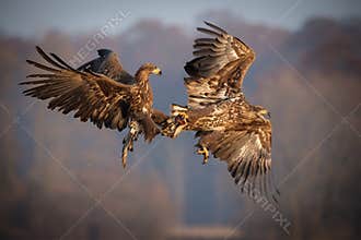 White-tailed sea eagles fighting over food