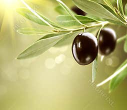 Growing Black Olives on olive tree