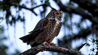 Owl Silent Launch into Flight