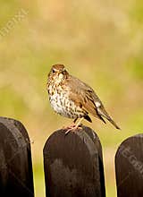 A song thrush (Turdus philomelos) perching on a fence