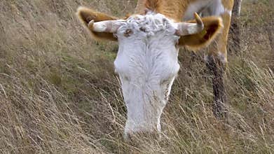 A cow is grazing in an autumn field. A cow eats dry hay outdoors. dairy farming. Cattle breeding concept. cow in close-up chewing