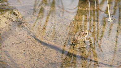 a frog photographed from above