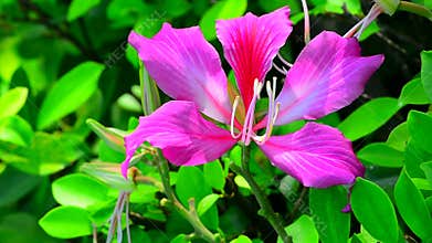 Bauhinia blakeana flower