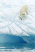 Polar bear on iceberg