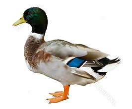 Mallard duck isolated