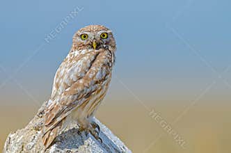 Little Owl (Athene noctua) on the stones