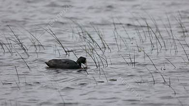 A black waterbird with a white beak glides calmly through rippling water surrounded by reeds, creating a serene and natural scene