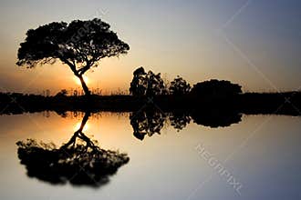 Landscape with Lonely tree