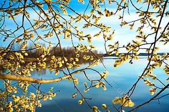 Spring landscape with a blossoming tree and the river