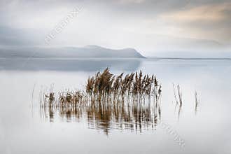 Reeds at Lake Karla