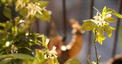 Creating a beautiful mosaic flower pot with vibrant flowers for your home garden during the spring season