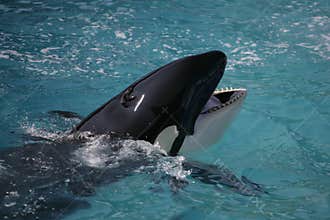 Killer Whale having fun in the ocean