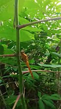 Golden dragon fly on a cassava stem