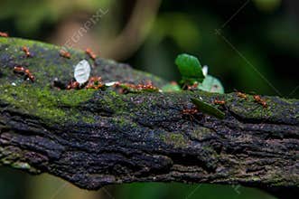 Working ants