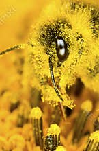 Bumblebee and pollen dust