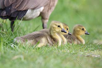 Baby Geese Staying Close to the Mother Goose in Spring