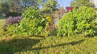 Garden flowers are watered with a sprinkler on a hot summer day.
