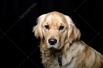 Golden Retriever Dog - Black Background Portrait
