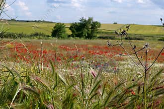 Vibrant wildflower meadow in spring showcases colorful poppies under a bright blue sky