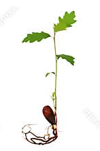 Oak tree seedling with roots