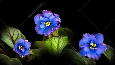 Purple flowers of Saintpaulia, commonly known as African violets. Parma violet blooms on a black background. time interval