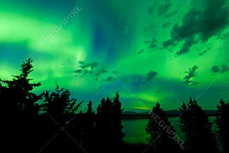 Intense green northern lights over boreal forest