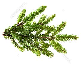 Pine tree branch