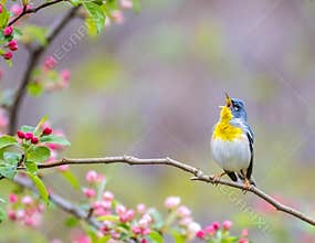 A Northern Parula Singing