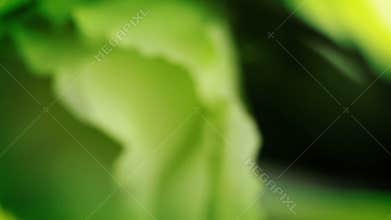 White flower. Close-up