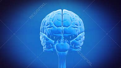 Brain parts - SEPARATED