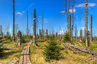 Waldsterben