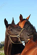 Black and brown horses nuzzling each other