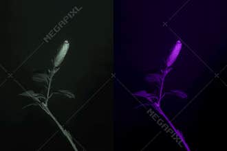 4K. Flower in infrared light: Blooming red Hibiscus flower