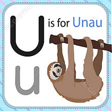Flashcards for Kids - Learning Alphabet Uppercase Lowercase Letter U is for Unau