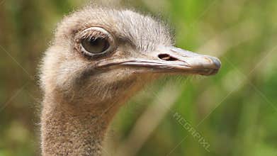 Ostrich