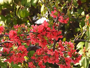The blooming Chaenomeles in spring